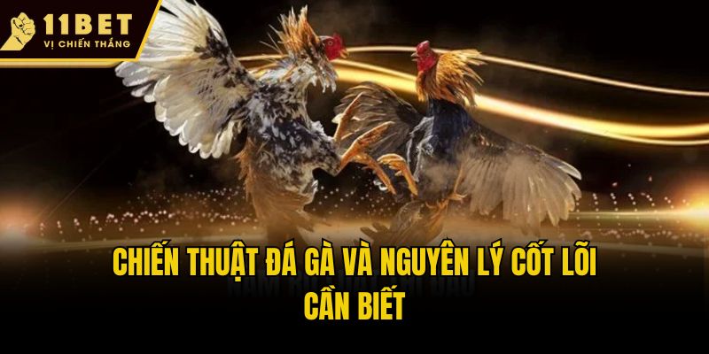 Chiến thuật đá gà và nguyên lý cốt lõi cần biết
